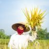 Indonesia FAO