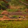 Local people working in their field, near Lamin village, Gambia, West Africa