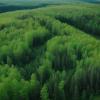 AI generated aerial view of a vast boreal forest 