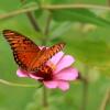 Butterfly on a pink flower