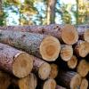 Pile of wood in forest