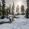 boreal forest in snow