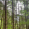 Branch dieback in the Austrian Alps