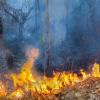 Wild fires