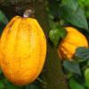 Cocoa beans