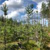 Moose-damaged young pine forest at Bodträsket, Kalix municipality, Norrbotten.