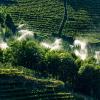 Sprinkler irrigation in an orchard - Trentino Alto Adige Italy.