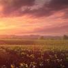 Agricultural landscape, biodiversity