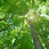Light shining through the canopy in a forest