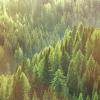 Biodiversity and Bioeconomy