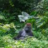 Silverback Mountain Gorilla in the Virunga National Park in  eastern Democratic Republic of Congo DRC