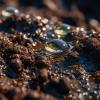 soil water