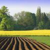 Agriculture encrouching on a forested area