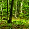 Deep forest panorama.