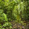 Amazon rainforest