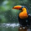 A vibrant toucan stands in shallow water as raindrops cascade around it surrounded by rich tropical foliage.