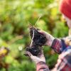 Female researcher holds soil in hands monitoring soil health
