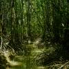 Mangrove