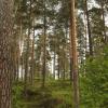 Sweden forest