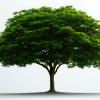 Photo of a tree, isolated on a white background
