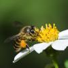 Honey bee on a white flower