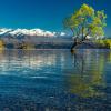 Tree Lake Wanaka