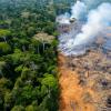 Amazon rainforest fire forest destruction / deforestation