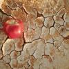 Climate change and food production
