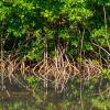 Mangroves on the shore of a lake
