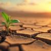 Small sprout pushes cracked ground arid desert sunset sky - symbolizes resilience