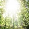Sunlight between the trees in a forest 