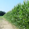 Corn and soybean fields, Morgan Road, Pittsfield Township, MI, USA