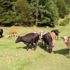 Herd of cows standing in a field