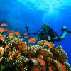 Scuba diver exploring a coral reef with his camera.