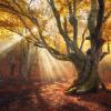 Autumn forest in fog with sun rays.