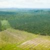 Ölpalmen, Kautschukplantagen und Dschungel in Borneo