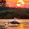 Danube Delta