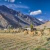 Crops in Tajikistan. Agriculture in Pamir mountains in Tajikistan