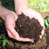 Hands cupping soil surrounded by freshly planted tomato plants and grass 
