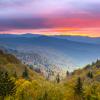 Young trees growing in a hilly landscape