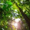 Misty rainforest