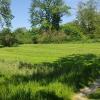grass