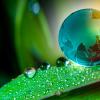 Glass Earth globe on a dewy leaf