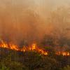 wildfire in southeast asia