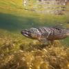 Wild brown trout swimming against the current in a pristine stream. 
