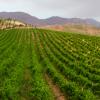 Vineyard in mountains of Tajikistan