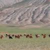 Herd of goats and sheep grazing in pasture in Mongolia.