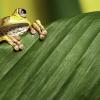Tree frog Hypsiboas geograficus peeping over green leaf
