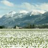 Winter scene taken in the farming community of Chilliwack, British Columbia 