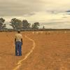 Person watching grazing sheep in drought